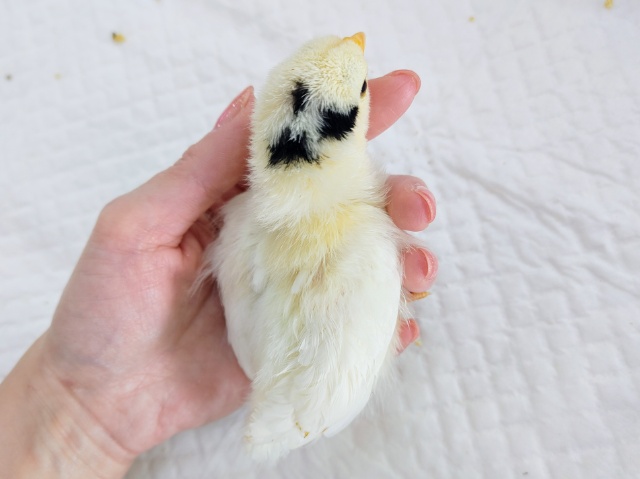 碁石チャボ（ゴイシチャボ）