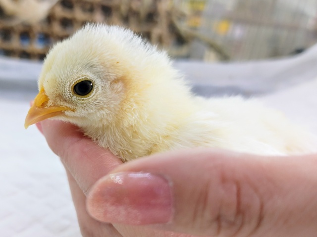 碁石チャボ（ゴイシチャボ）