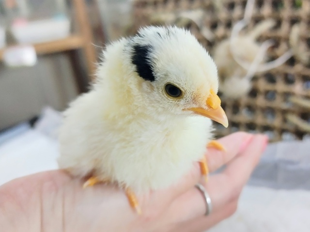 碁石チャボ（ゴイシチャボ）