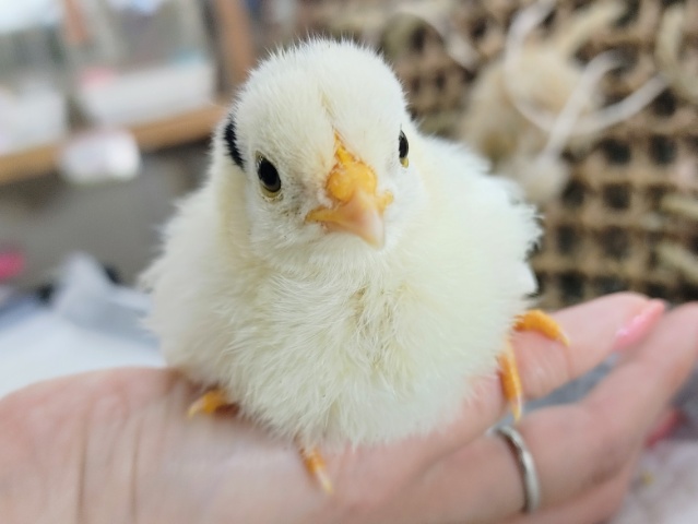 碁石チャボ（ゴイシチャボ）