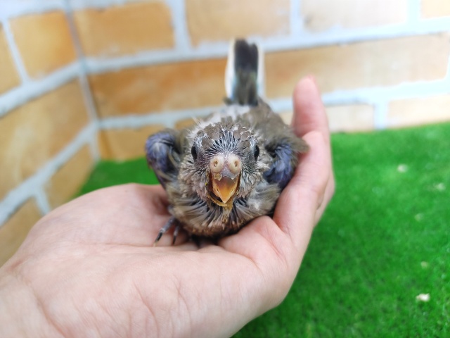 アキクサインコ（秋草インコ）