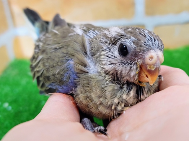 アキクサインコ（秋草インコ）