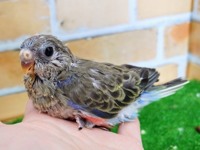 アキクサインコ（秋草インコ）