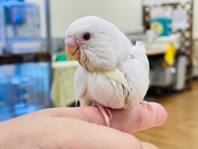 セキセイインコ