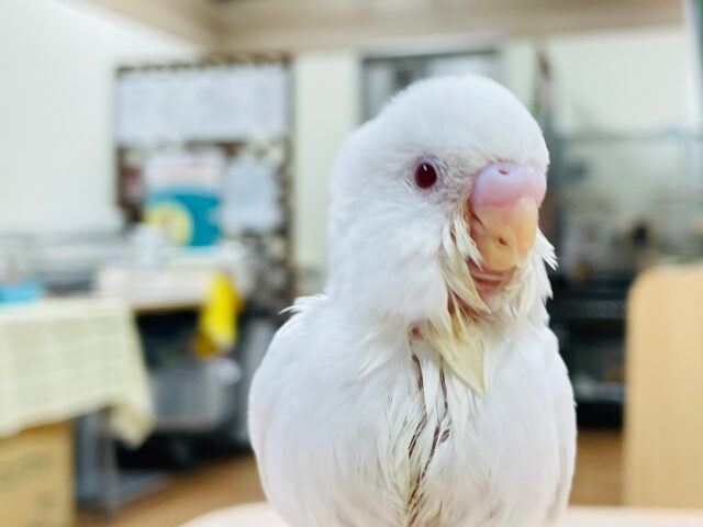 セキセイインコ