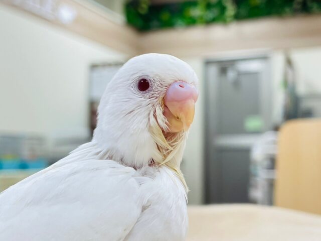 セキセイインコ