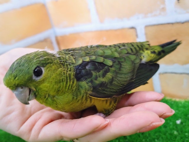 サザナミインコ