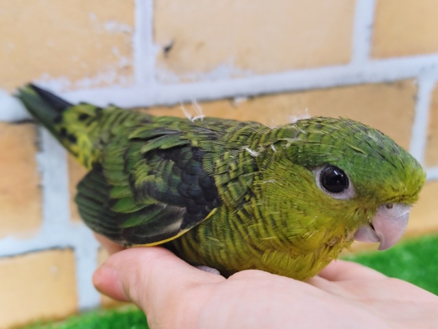 サザナミインコ