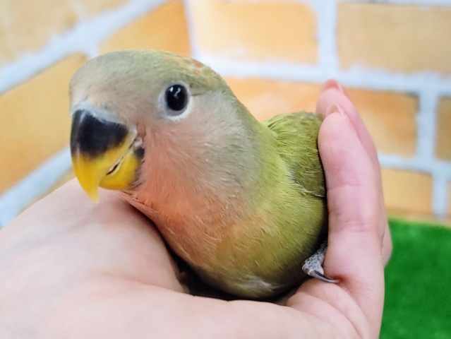 コザクラインコ（小桜インコ）