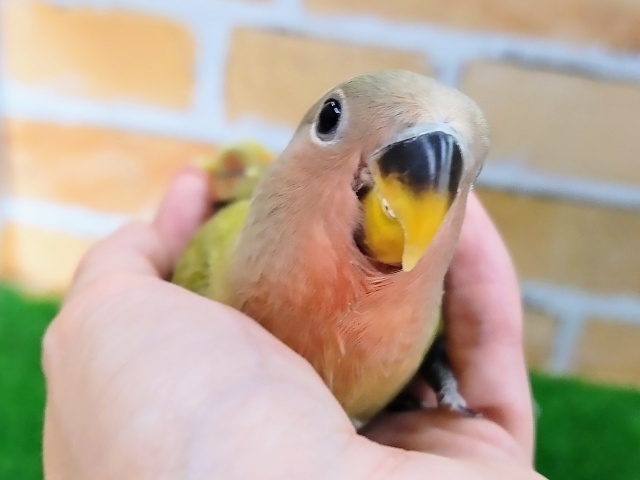 コザクラインコ（小桜インコ）