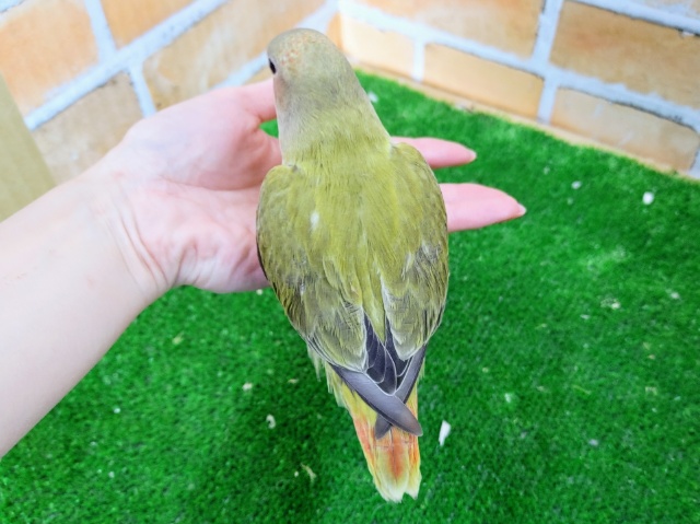 コザクラインコ（小桜インコ）