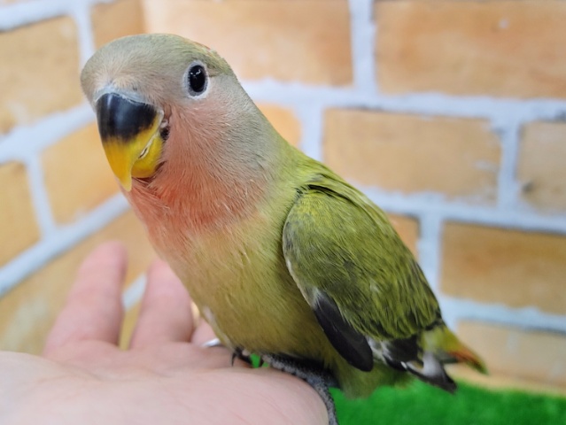 コザクラインコ（小桜インコ）