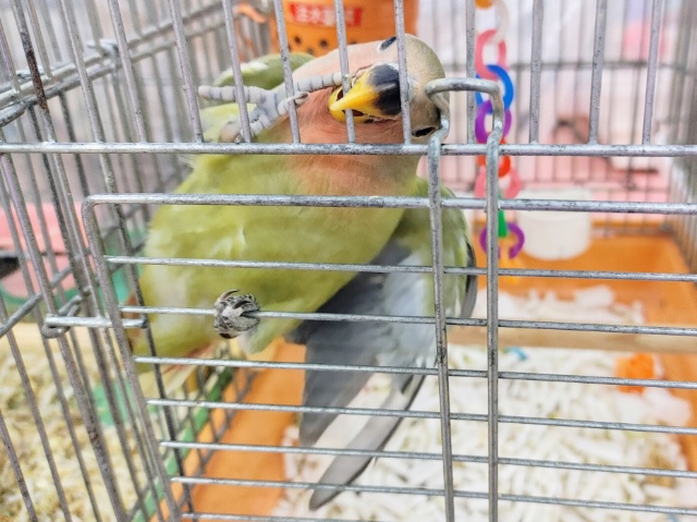 コザクラインコ（小桜インコ）