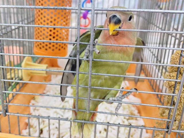 コザクラインコ（小桜インコ）
