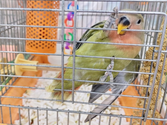 コザクラインコ（小桜インコ）