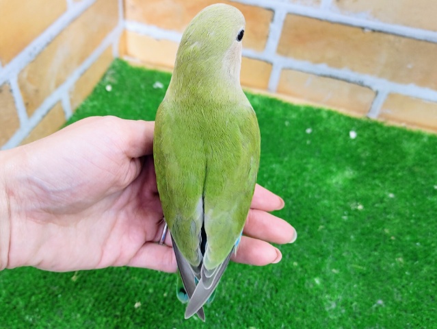 最新画像更新❤鮮やかでしょ?小桜インコ(ノーマル) コザクラインコ(小桜インコ)