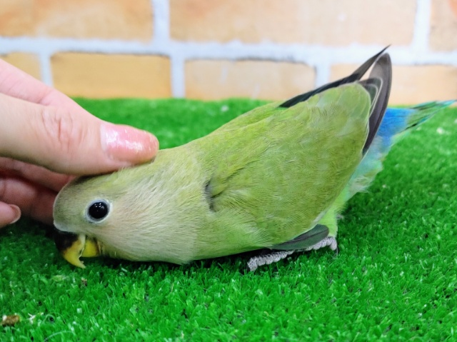 最新画像更新❤鮮やかでしょ?小桜インコ(ノーマル) コザクラインコ(小桜インコ)