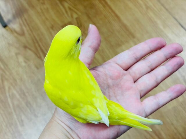 セキセイインコ