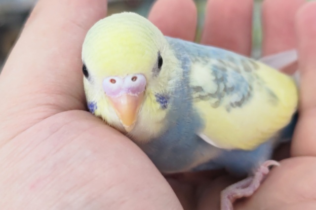 セキセイインコ
