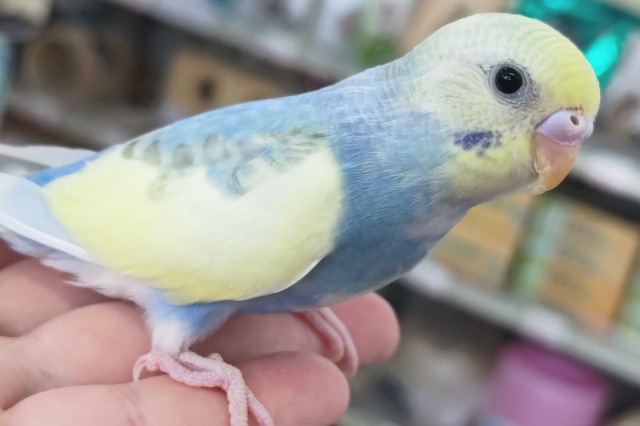 セキセイインコ