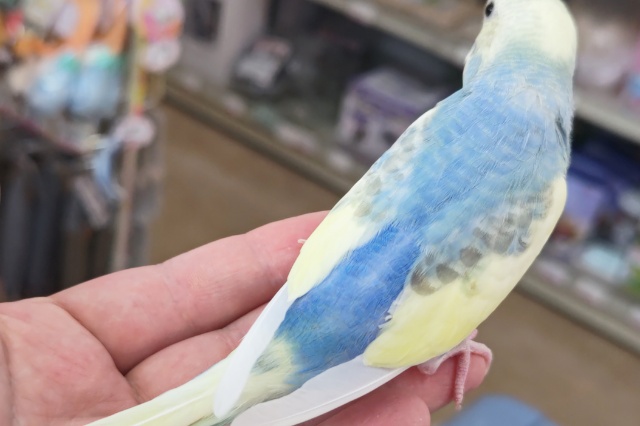 セキセイインコ