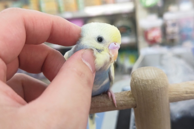 セキセイインコ