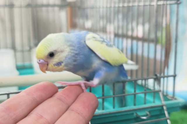 セキセイインコ