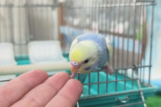 セキセイインコ