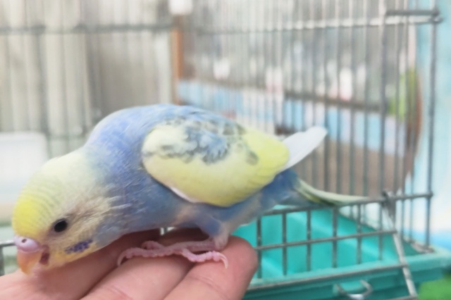 セキセイインコ