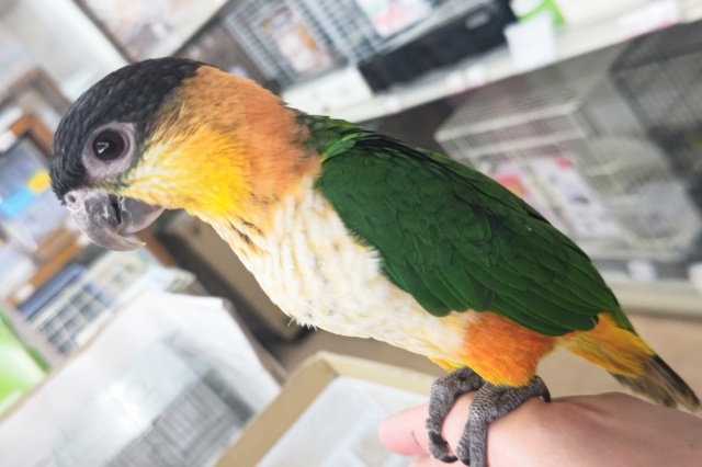 ズグロシロハラインコ