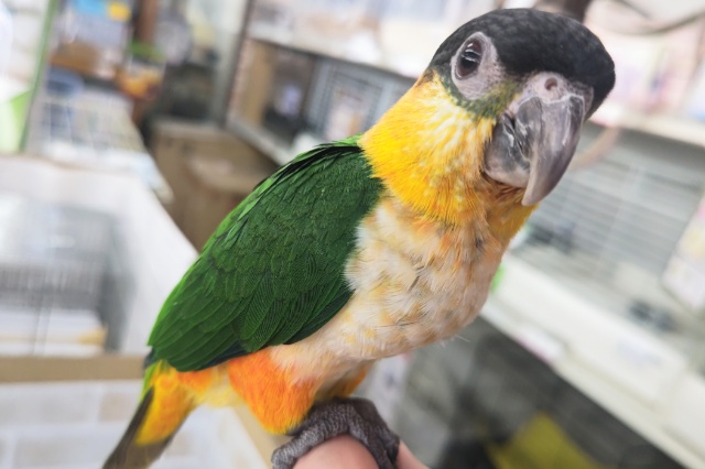 ズグロシロハラインコ