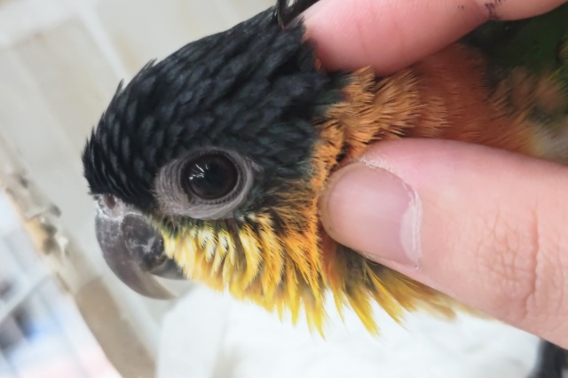 ズグロシロハラインコ