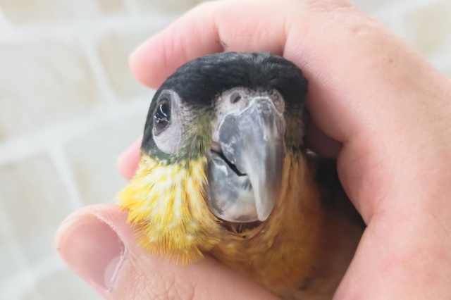 ズグロシロハラインコ