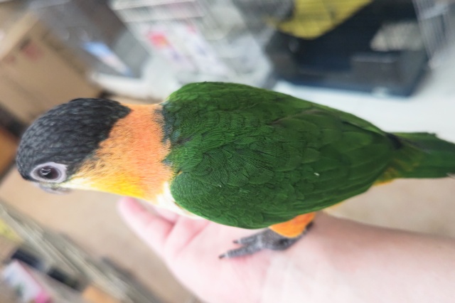 ズグロシロハラインコ