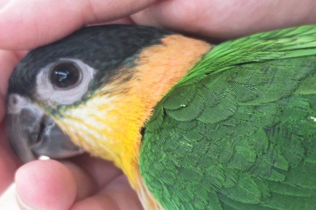 ズグロシロハラインコ