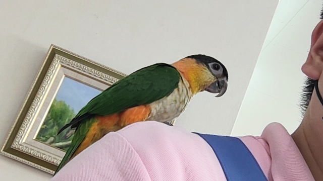 ズグロシロハラインコ