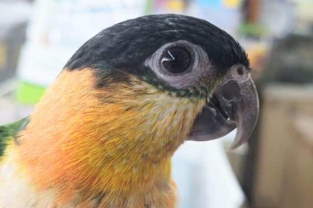 ズグロシロハラインコ