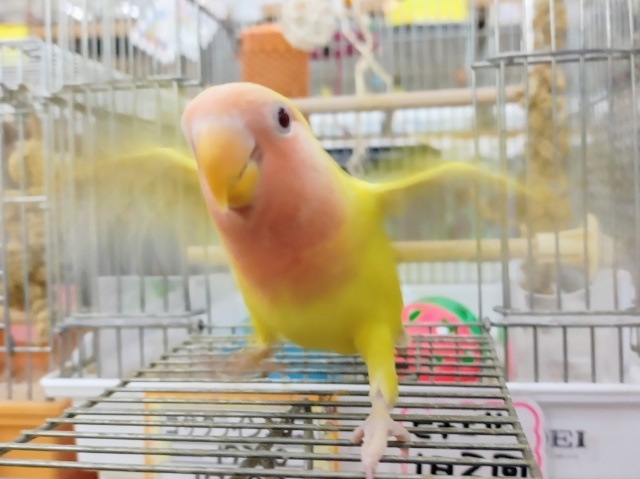 コザクラインコ（小桜インコ）
