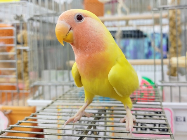 コザクラインコ（小桜インコ）