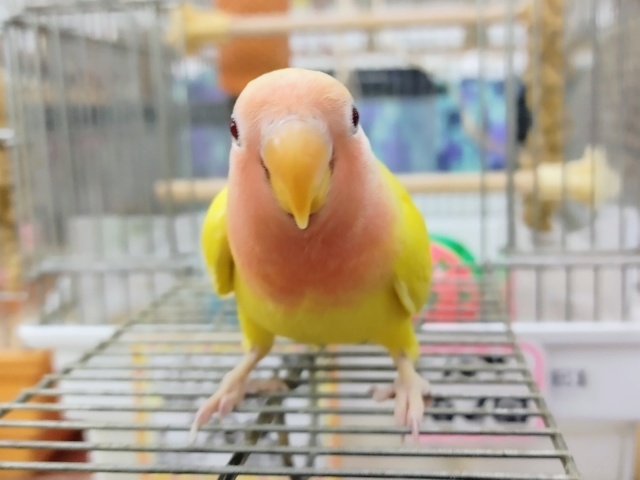 コザクラインコ（小桜インコ）