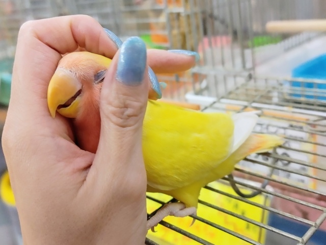 コザクラインコ（小桜インコ）