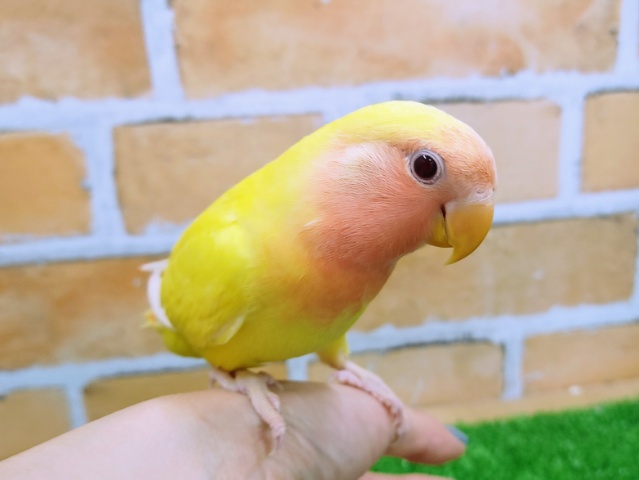 コザクラインコ（小桜インコ）