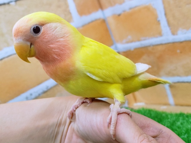 コザクラインコ（小桜インコ）
