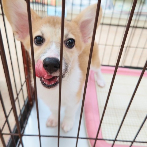 ウェルシュコーギー・ペンブローグ