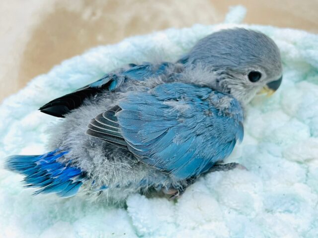 コザクラインコ（小桜インコ）