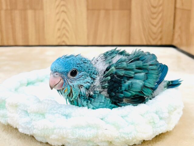 サザナミインコ