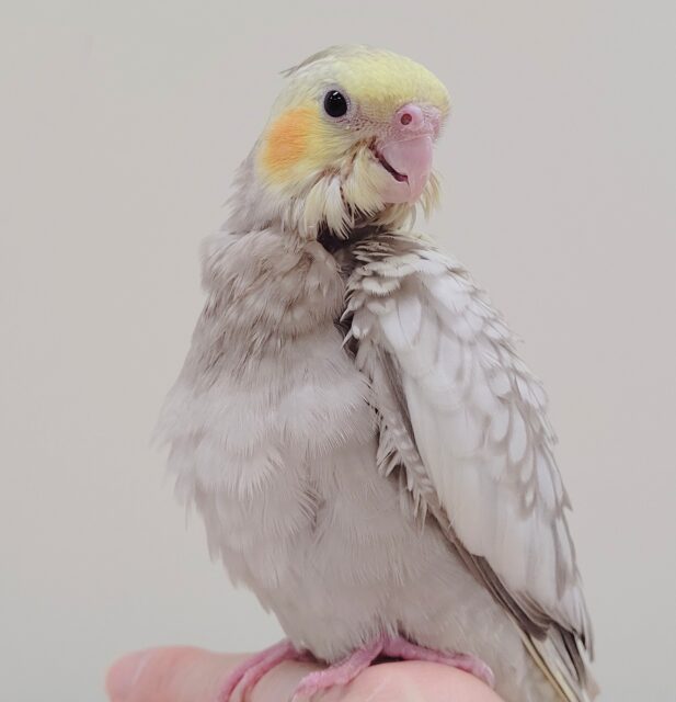オカメインコ