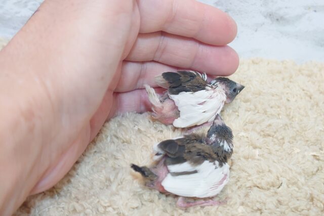 十姉妹（ジュウシマツ）