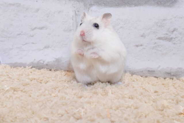 ジャンガリアン