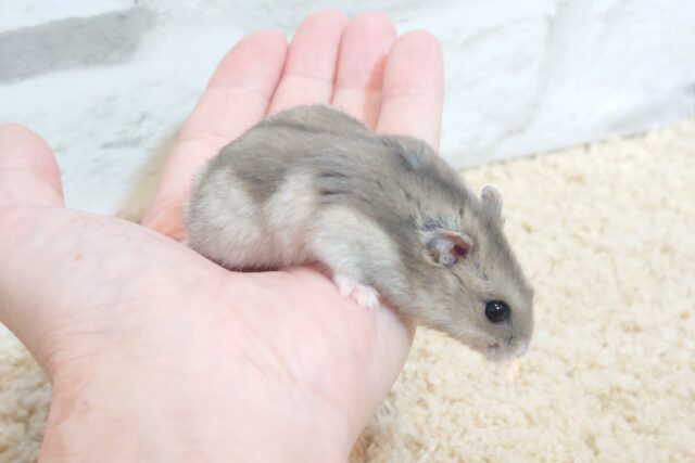 ジャンガリアン